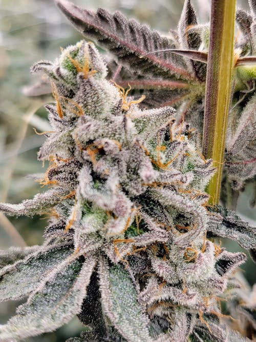TangoJack