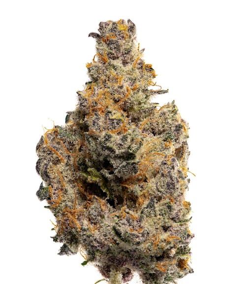 Tropical Infusion