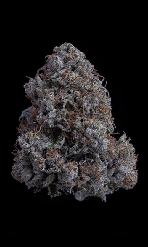 K1 OG