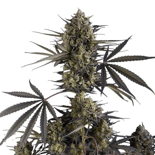Pound Cake Auto