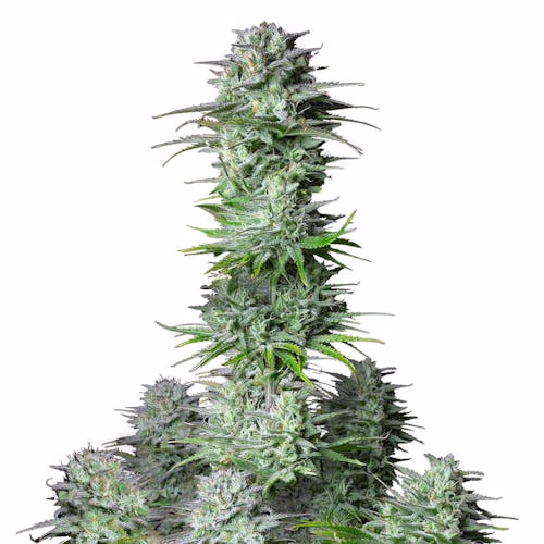 Kosher Cake Auto