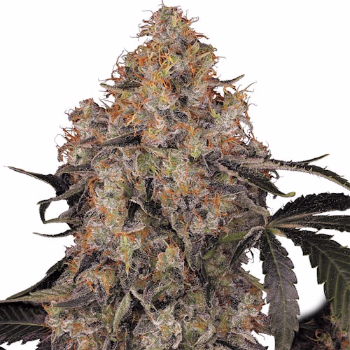 Blue Kush Berry