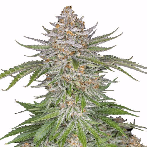 Strawberry Pie Auto
