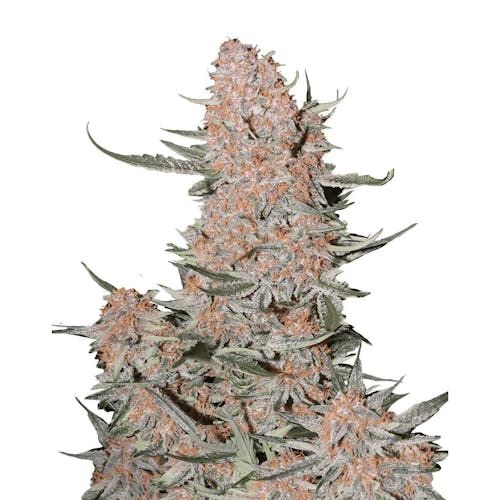 Ztrawberriez Auto