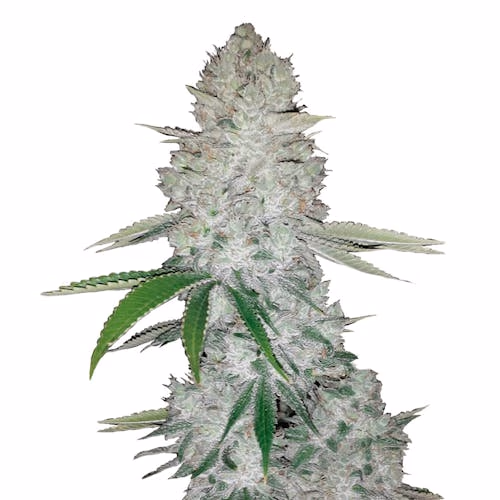 Gorilla Auto