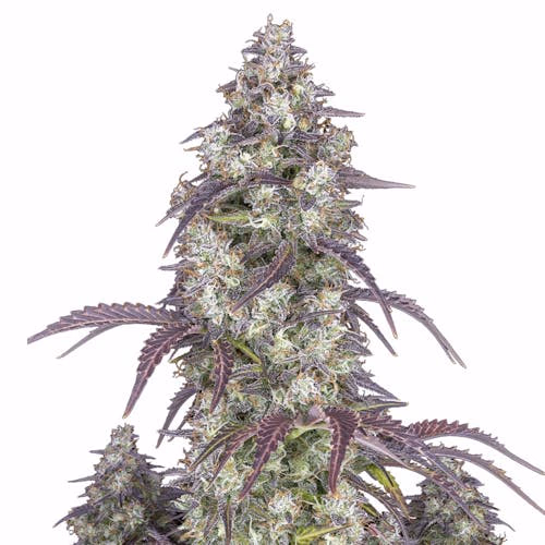 Lemon Pie Auto