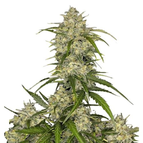 Sour Jealousy Auto