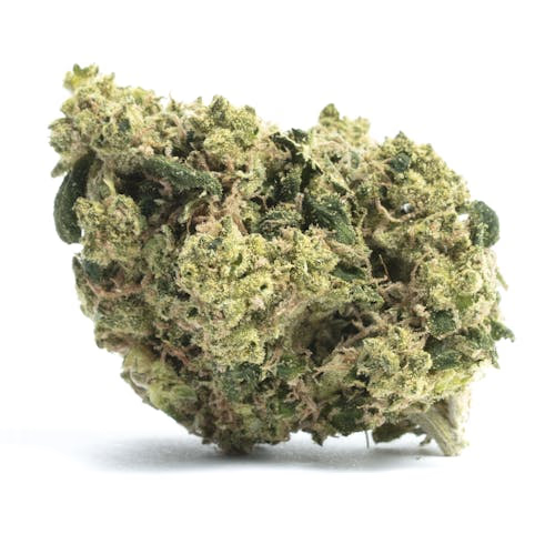 Agent Tangie