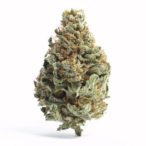 Chocolope