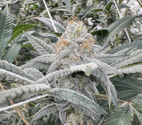 Gooberry Moonshine