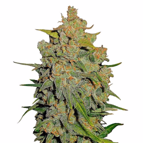 Lemon AK Auto